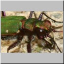 Cicindela campestris - Feld-Sandlaufkaefer 05b Tongrube-Lehmwand-Wallenhorst.jpg